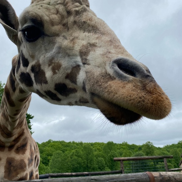 Meet your Posher, Casandra - Picture 1 of 1